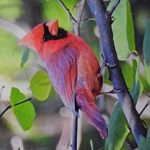 4x6 Red‎ Cardinal Bird on a Limb Art Print - Picture 2 of 4